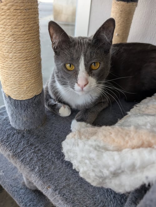 OR1 GROUP MISTEE - Domestic Short Hair available for adoption