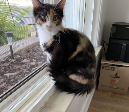 C337 LITTER CHARLOTTE - Calico / Domestic Short Hair available for adoption