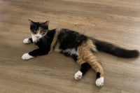 C337 Litter Charlotte - Photo 1