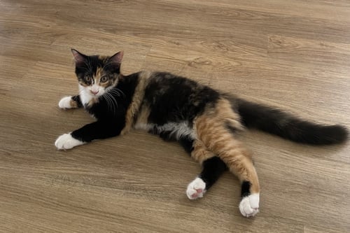 C337 LITTER CHARLOTTE - Calico / Domestic Short Hair available for adoption
