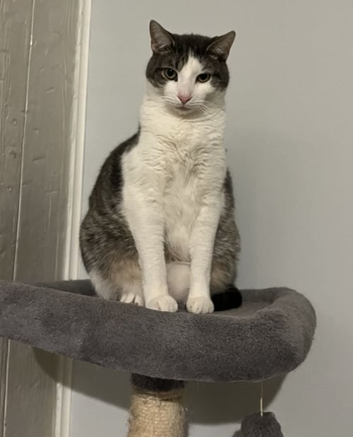 C103 LITTER JUNIOR - Domestic Short Hair available for adoption