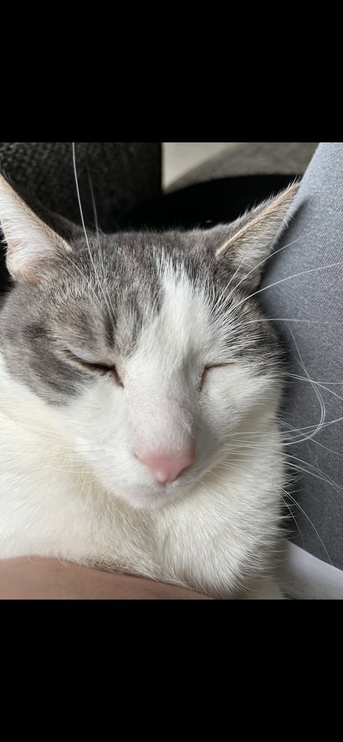 C103 LITTER JUNIOR - Domestic Short Hair available for adoption