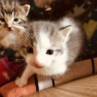 C103 litter Junior - Photo 5