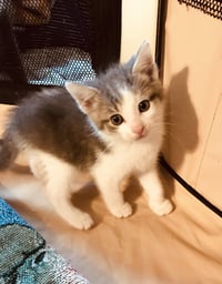 C103 litter Junior - Photo 4