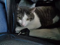 C103 litter Junior - Photo 3
