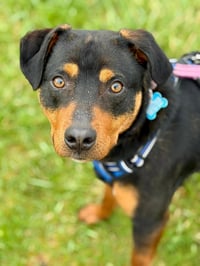 Roscoe - Photo 1