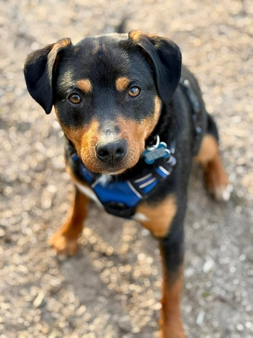 ROSCOE - Rottweiler available for adoption