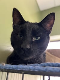 C265 litter Spider (BONDED WITH C265 VIPER) - Photo 5