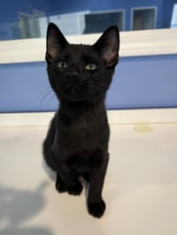 C265 litter Spider (BONDED WITH C265 VIPER) - Photo 4