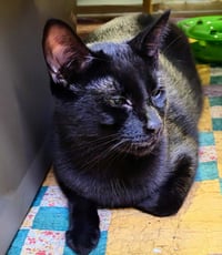 C265 litter Spider (BONDED WITH C265 VIPER) - Photo 3