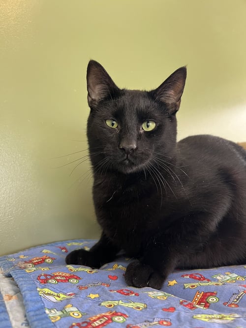 C265 LITTER SPIDER (BONDED WITH C265 VIPER) - Domestic Short Hair available for adoption