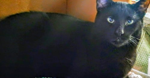 C265 LITTER SPIDER (BONDED WITH C265 VIPER) - Domestic Short Hair available for adoption