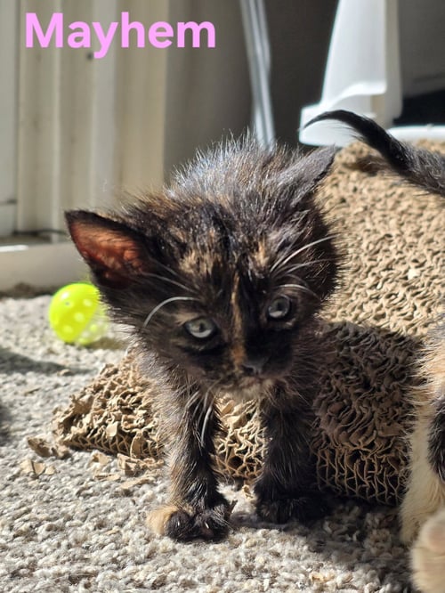 C323 LITTER MAYHEM - Domestic Medium Hair / Tortoiseshell available for adoption