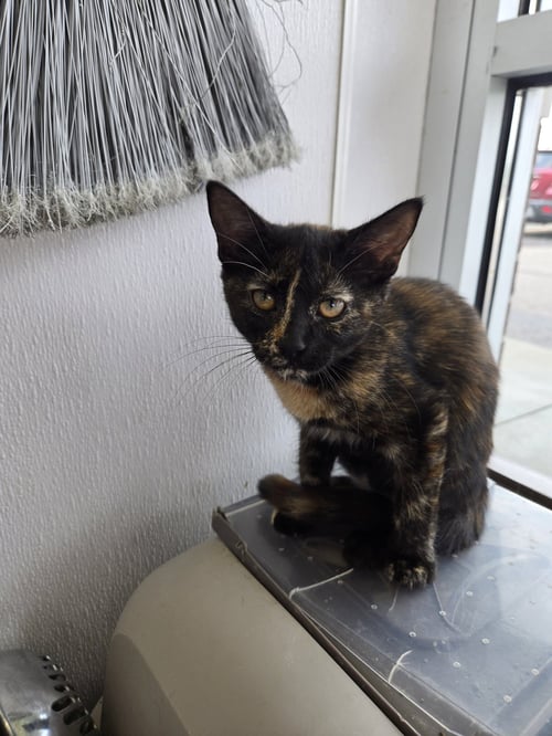 C323 LITTER MAYHEM - Domestic Medium Hair / Tortoiseshell available for adoption