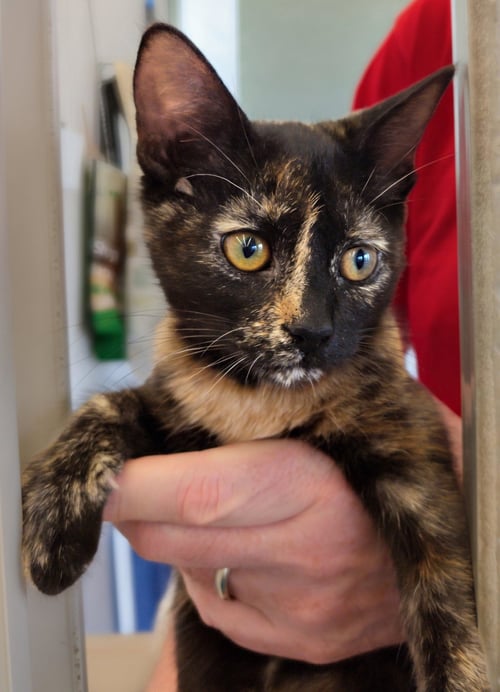 C323 LITTER MAYHEM - Domestic Medium Hair / Tortoiseshell for adoption in Ann Arbor