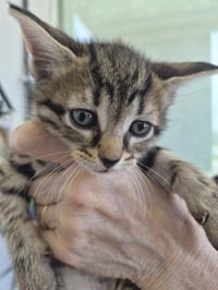 C319 Litter Rex - Photo 1