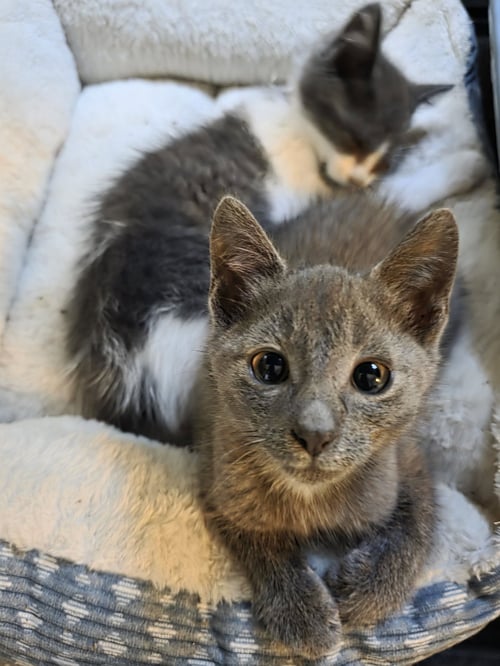 C329 LITTER STORMIE - Domestic Short Hair available for adoption