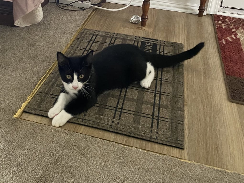 C337 Litter Lenny Image