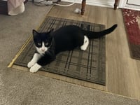 C337 Litter Lenny - Photo 1