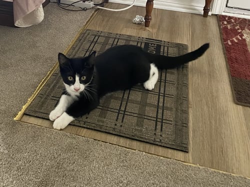 C337 LITTER LENNY - Domestic Short Hair / Tuxedo available for adoption