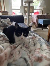 C337 Litter Lenny - Photo 2