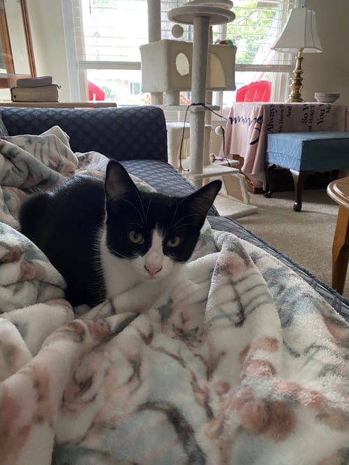C337 LITTER LENNY - Domestic Short Hair / Tuxedo available for adoption