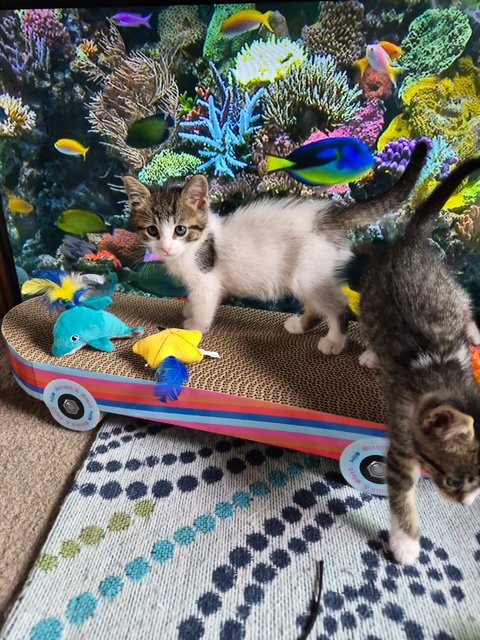 C327 LITTER HANNAH - Domestic Medium Hair / Tabby available for adoption