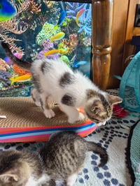 C327 Litter Hannah - Photo 2