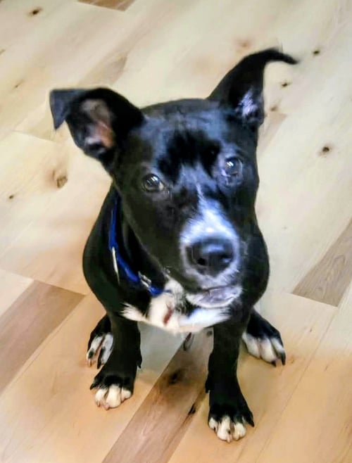 FRANKENSTEIN - Labrador Retriever / Pit Bull Terrier available for adoption