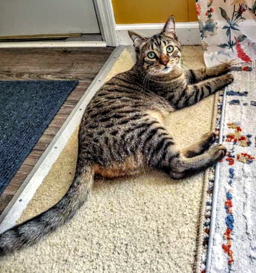 C267 LITTER STUART - Domestic Short Hair / Tabby available for adoption