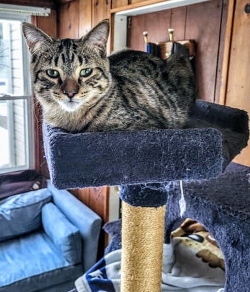 C267 LITTER STUART - Domestic Short Hair / Tabby available for adoption