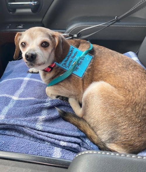 MURRAY - Beagle / Chihuahua for adoption in Livonia