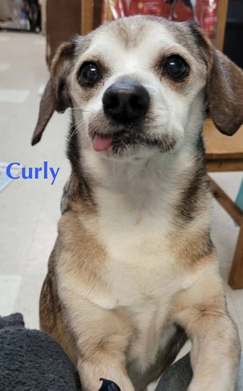 MURRAY - Beagle / Chihuahua available for adoption