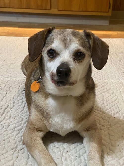 MURRAY - Beagle / Chihuahua for adoption in Ann Arbor