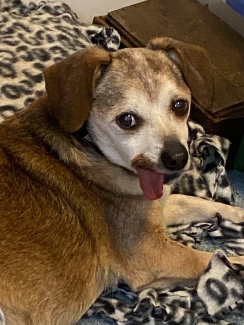 MURRAY - Beagle / Chihuahua available for adoption