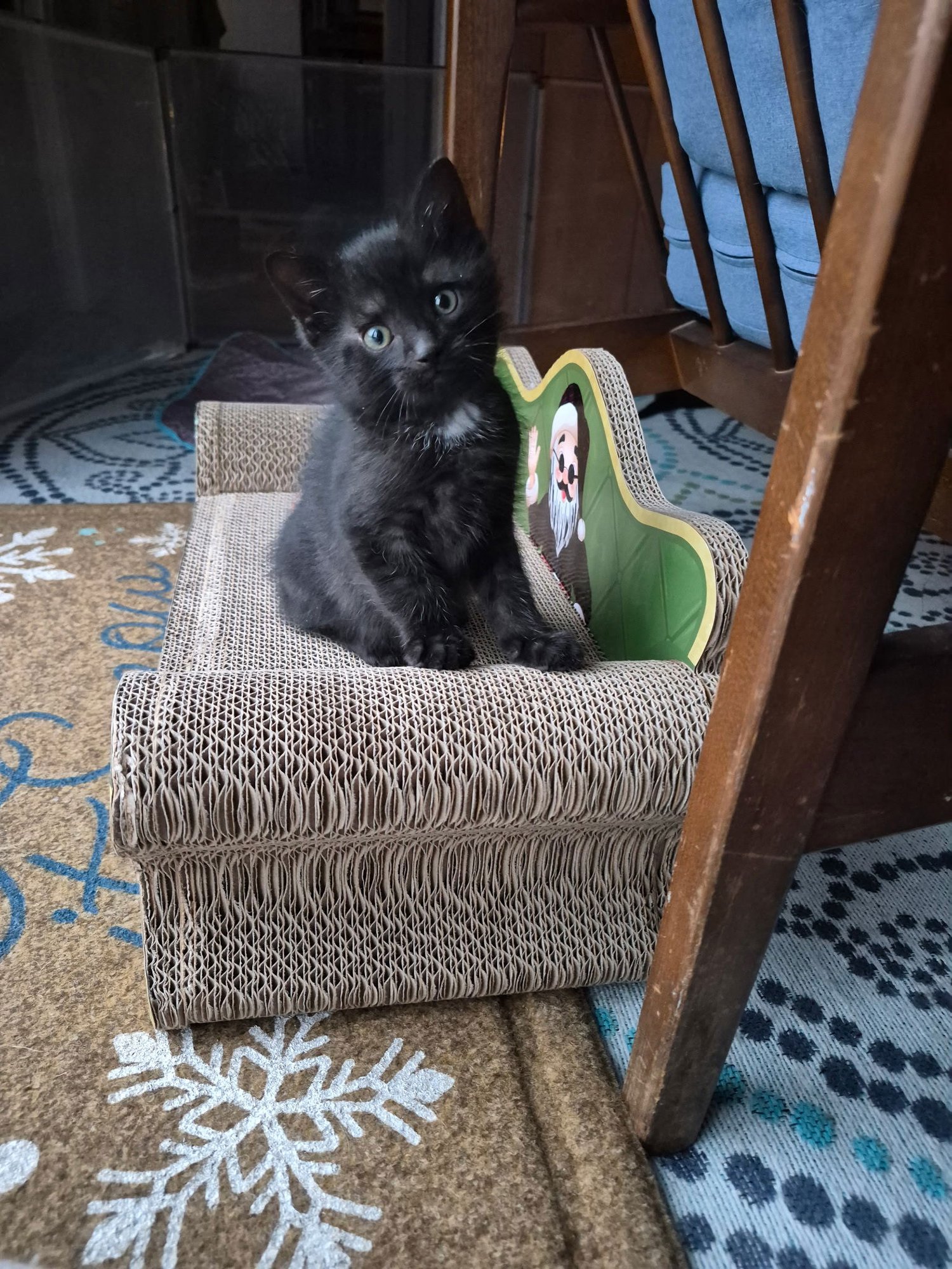 C310  LITTER ZORRO (PENDING ADOPTION) - Domestic Short Hair available for adoption