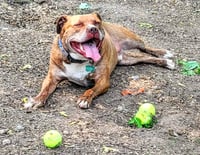 Canelo - Photo 4
