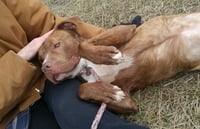 Canelo - Photo 6