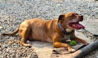 Canelo - Photo 5