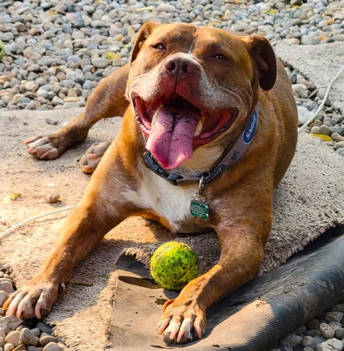 CANELO - Pit Bull Terrier available for adoption