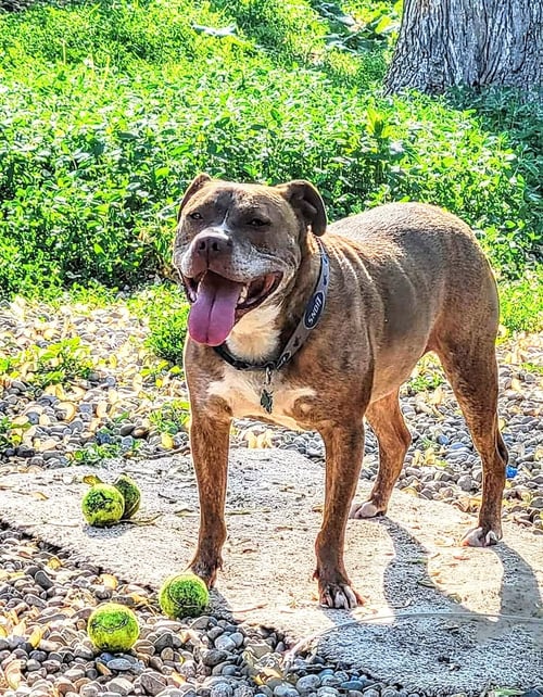 CANELO - Pit Bull Terrier available for adoption