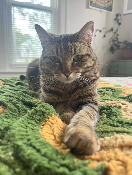 POPPY - Domestic Short Hair / Tabby available for adoption