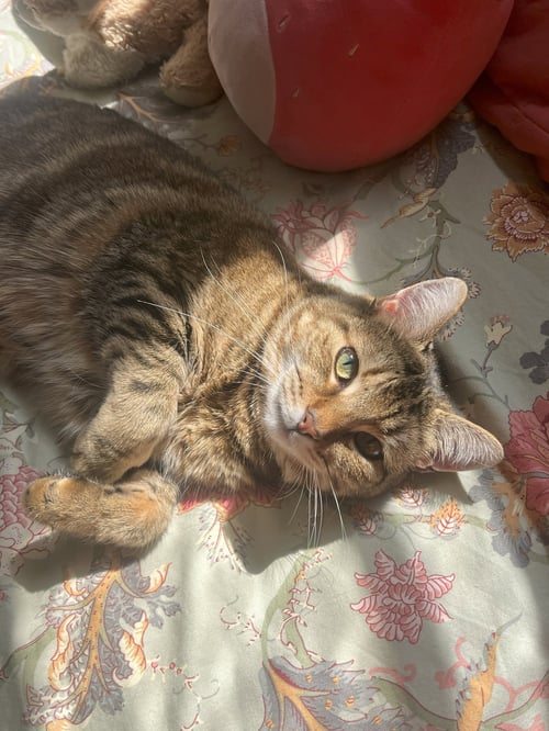 POPPY - Domestic Short Hair / Tabby available for adoption