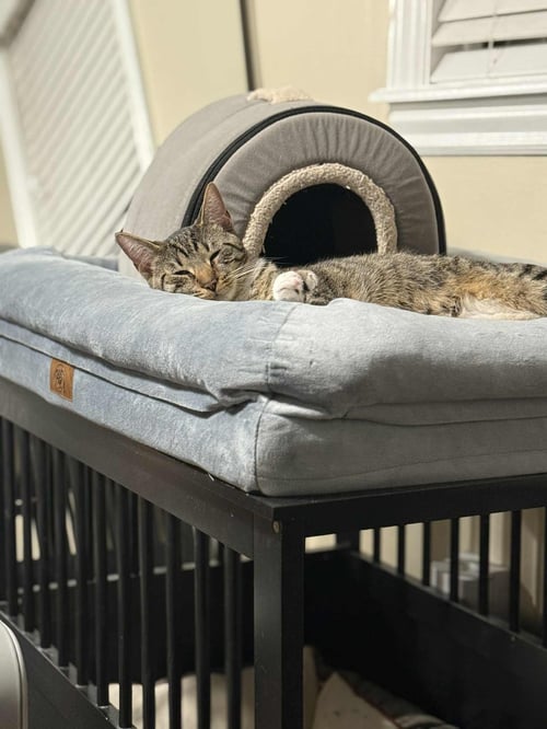 OR2 GROUP TONY [LITTER 2] - Domestic Short Hair available for adoption