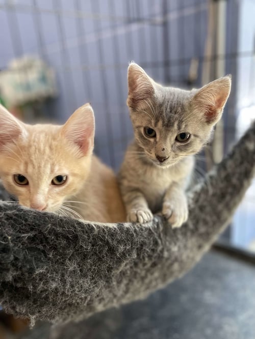 C264 LITTER JULIET - Domestic Short Hair available for adoption