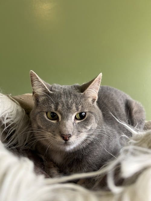 C264 LITTER JULIET - Domestic Short Hair available for adoption