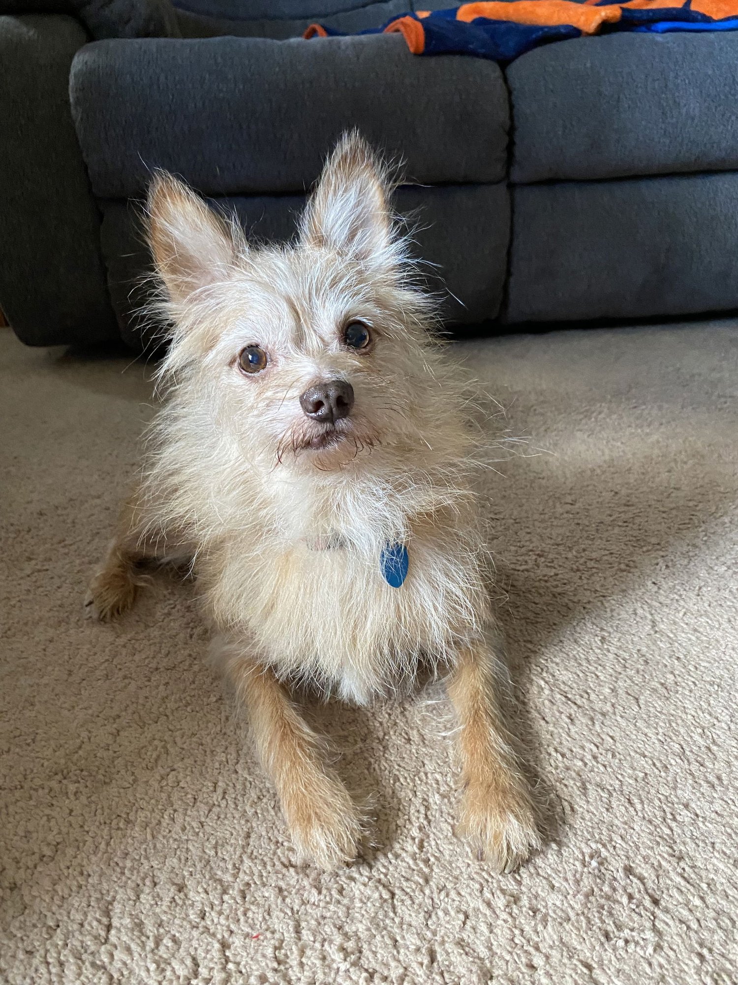 SQUIRT - ADOPTION PENDING - Pomeranian / Cairn Terrier available for adoption