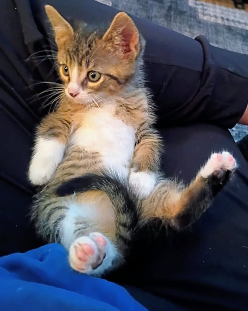 C327 LITTER MITCH (AKA MIDGE) - Domestic Medium Hair / Tabby available for adoption
