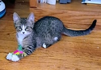 C327 Litter Mitch (Pending Adoption) - Photo 5