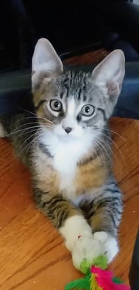 C327 Litter Mitch (Pending Adoption) - Photo 1